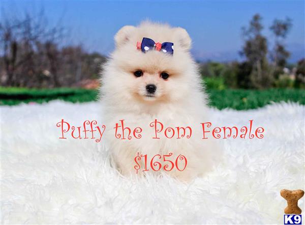 pomeranian puppy posted by The Perfect Creations